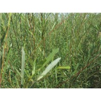 供应沙柳苗 沙枣苗 柠条苗