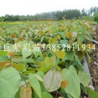 观花大乔木巨紫荆小苗当年生1米高少量供应