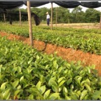 低价供应一年生茶花小苗