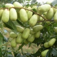 枣苗就选枣丰枣苗13932766515