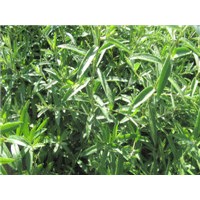 供应一二年生沙棘苗 沙柳苗