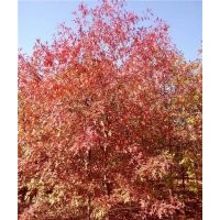 欧洲红栎种植要点