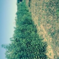 大量出售国槐小苗0.8-2公分