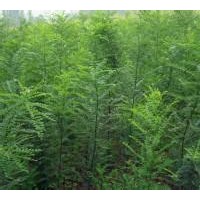 一年生国槐苗多少钱