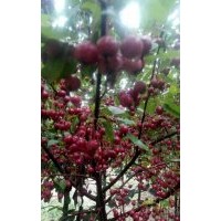 供应2公分北美海棠