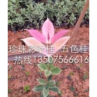 彩叶桂花