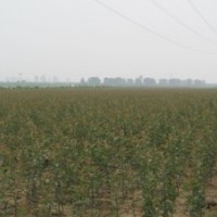 供应东红海棠苗北美海棠苗