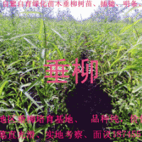 出售垂柳树穗、树苗