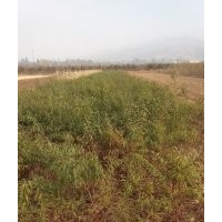 山西红皮山桃苗 3--10公分山桃树