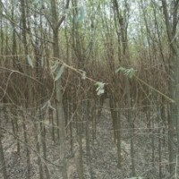 北京天津柳树价格