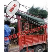 供应1米营养杯侧柏苗，1.5米营养杯侧柏苗，1.7米营养杯侧柏苗