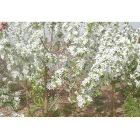 通过白兰地海棠认识根系的作用