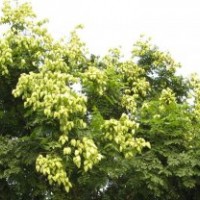 18公分栾树、2公分栾树、三公分栾树价格