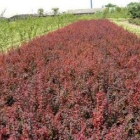 供应各种绿化小苗大叶黄杨,红叶小檗,女贞