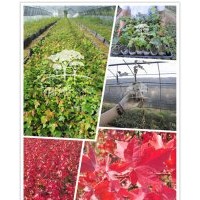 红点红枫价格 泰安红点红枫小苗 临沂红点红枫 江苏红点红枫 安徽