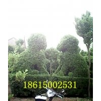 大叶黄杨篱北海道黄杨