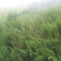 供应樟子松 旱柳 馒头柳 云杉 油松 山桃 山杏 新疆杨等