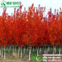 美国改良红枫 夕阳红枫 改良红枫树苗 夕阳红枫小苗