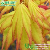 日本红枫黄金枫 如梦幻般美丽树苗 红枫小苗 红枫苗供应|批发|零