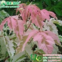 欧洲粉叶复叶槭 叶色轻盈、独特 粉叶复叶槭小苗|江西绿农供应