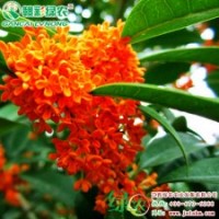 状元红丹桂|小乔木 精品桂花小苗批发|零售 江西绿农发展有限公司