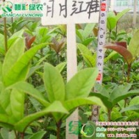 月月红桂 精品桂花小苗供应包成活 月月红桂采购 月月红桂图片|信