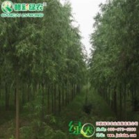 美国竹柳3号  彩柳小苗供应包成活