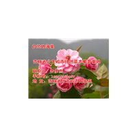 吉林牡丹海棠接穗50万芽 吉林牡丹海棠