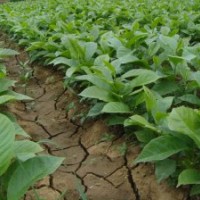 玉兰价格_红白黄紫玉兰树苗价格