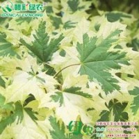 花叶挪威槭 红枫小苗供应批发零售|江西绿农发展有限公司