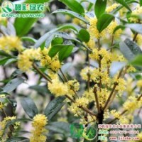八月金桂 桂花中的经典 盛行栽培 八月金桂 观赏价值高|江西绿农