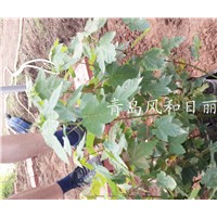 美国红枫叶色变黄的原因