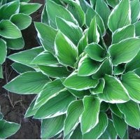 销售 白玉簪 自玉簪