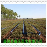 青仟云杉 5-10公分