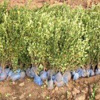 供应山东大叶黄杨绿篱苗，冬青球。