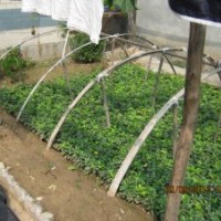 河北深州北四王苗木-各种扦插小苗