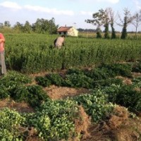 供应山东：冬青，大叶黄杨，木槿，紫叶李，女贞球，樱花，红叶小