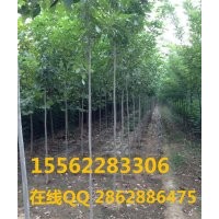 白腊 保国园林专业种植白腊