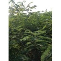 优质合欢一年生