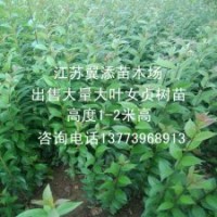 大叶女贞小苗全国发苗包活高杆女贞苗