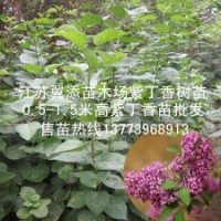 包邮紫丁香小苗全国快递发苗可货到付款