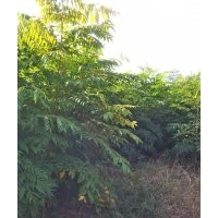 大量出售优质栾树、国槐小苗