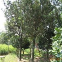 泉州罗汉松，泉州果树苗基地，供应泉州罗汉松