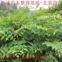 优价北栾苗-推优北栾苗-低价北栾苗-自家苗圃北栾苗