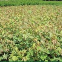 五角枫小苗价格