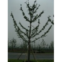 12公分银杏树价格，12公分白果树价格