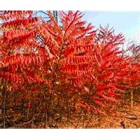 3公分火炬树、4公分火炬树、8公分火炬树