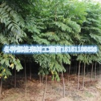 栾树苗种植基地江苏1.5米高栾树苗1米高栾树小苗