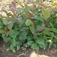 山丁子苗，山丁子价格