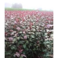 光辉海棠苗，高原直火海棠苗